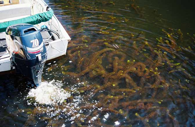 Variable milfoil, an exotic aquatic plant, grows rapidly once established and can make boating and swimming unpleasant.