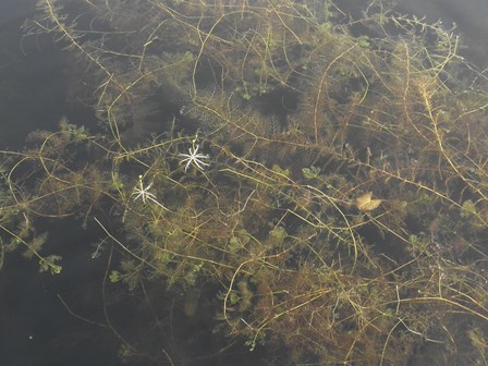 Bladderwort is a common native plant on Winona; sometimes mistaken for milfoil