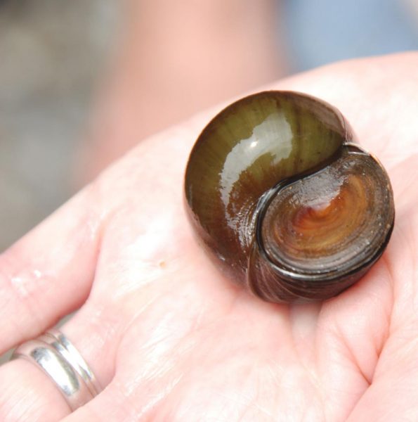 Lake Wicwas Battles Chinese Mystery Snail Invasion | Lake Winona ...